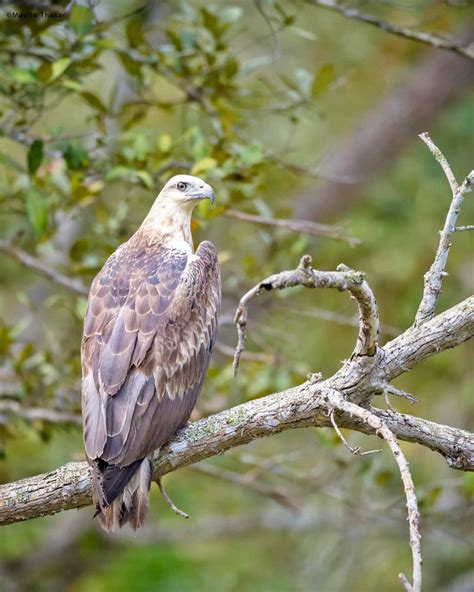 Odisha Wildlife Bird Photography Trail Times Passion Trails