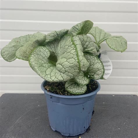 Brunnera Silver Heart - Tas Boomkwekerij
