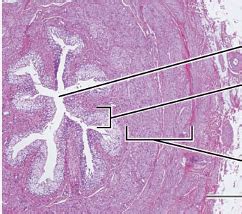 Cross Sectional Histology Of Ureter Diagram Diagram Quizlet