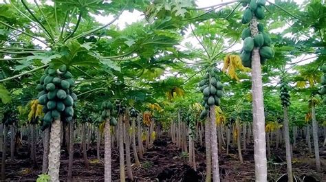 Guide D Taill Faire Pousser Un Papayer Dans Son Jardin Une Fleur