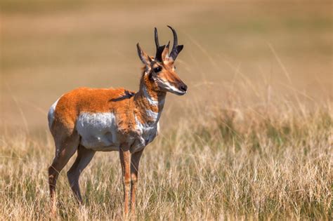 Pronghorn Antelope Running