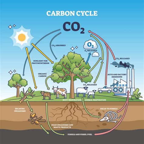 Carbon Cycle Diagram Stock Illustrations – 305 Carbon Cycle Diagram ...