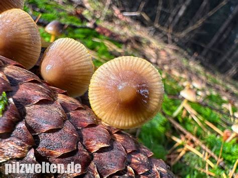 Orangeschneidiger Helmling Feuriger Helmling Mycena Aurantiomarginata