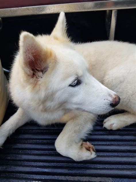 Captura Vertical De Un Adorable Husky Blanco Siberiano Tendido En El