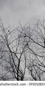 Naked Branches Tree Grey Sky Clouds Stock Photo Shutterstock