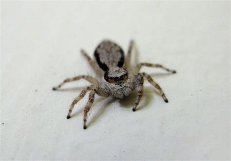 Gray Wall Jumping Spider (Menemerus bivittatus) - Bali Wildlife