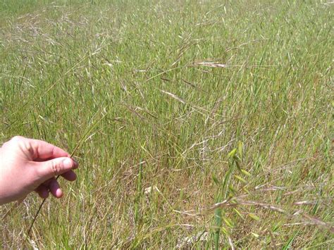 Purple Needlegrass Plants Of The Foothill College California Native Plant Garden · Inaturalist