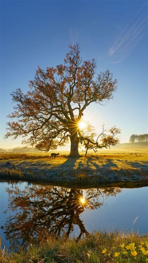 Download Wallpaper 1440x2560 Tree Reflection River Meadow Nature