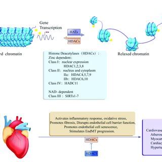 Epigenetic regulation of histone acetylation and deacetylation in ... 