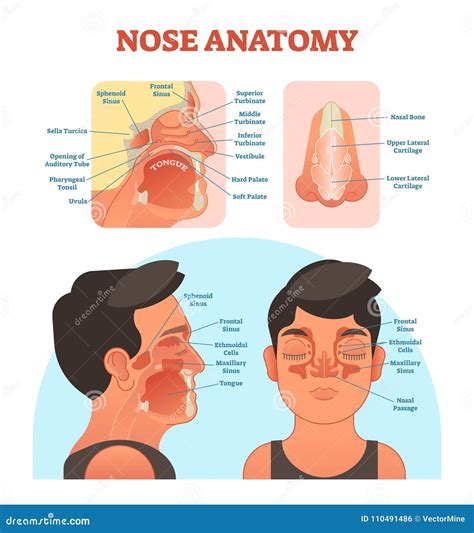 Nose Anatomy Medical Vector Illustration Diagram Stock Vector