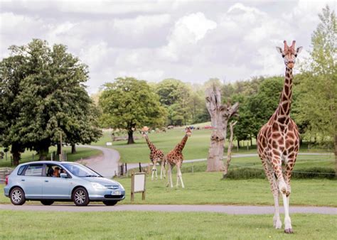 The Ultimate Guide To The Best Safari Parks In The Uk