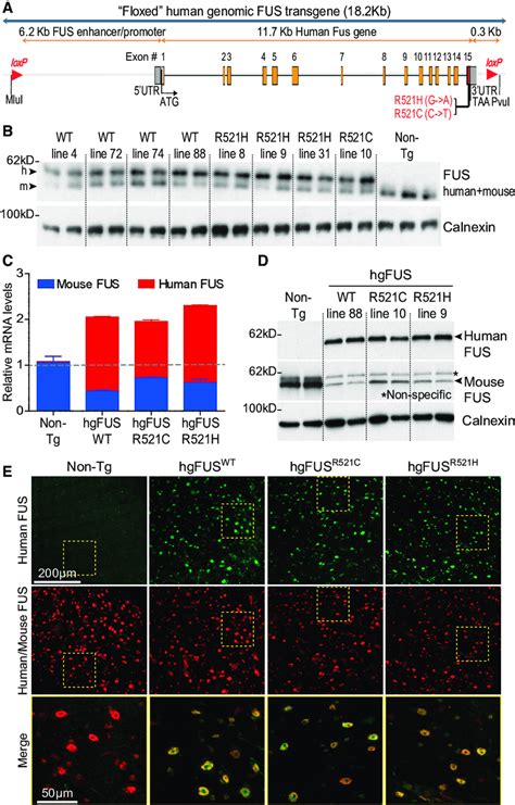 Expression Levels and Cellular Pattern of the Human FUS Transgene ...