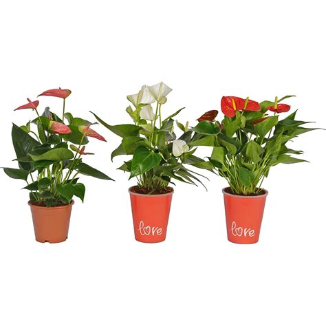 Flamingoblume In Topfcover Topf Ca Cm Anthurium Andreanum Kaufen