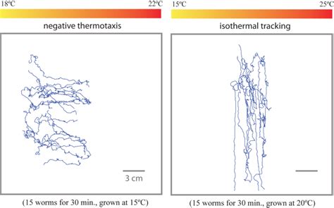 Figure Resultant Tracks From Negative Thermotaxis And Isothermal