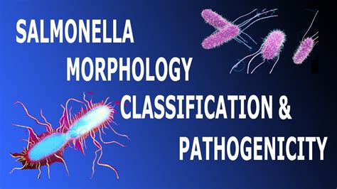 Salmonella Morphology Classification And Pathogenicity Part 1 Youtube