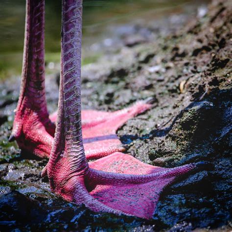 Flamingo Feet Up Close Rbirding