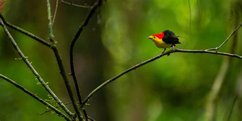 The Manakin Challenge: Uncovering Bird Social Networks | Smithsonian's ...