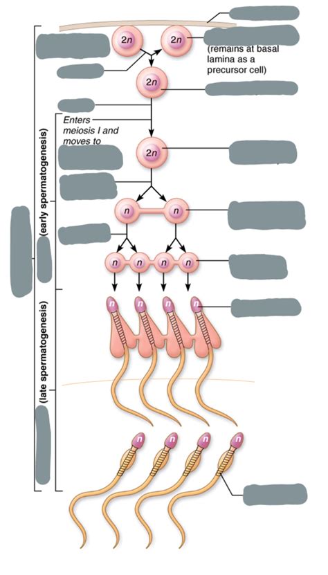 Gametogenesis Pt Diagram Quizlet