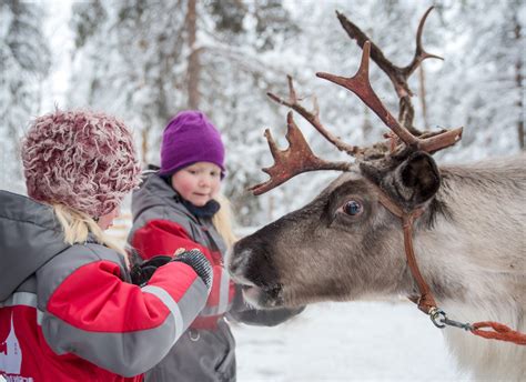 Sledge Ride Reindeer Farm Visit In Lapland Departing From Rovaniemi