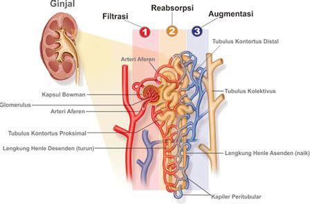 Proses Pembentukan Urine