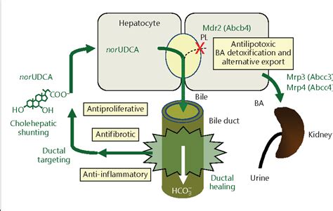 Figure From Potential Of Nor Ursodeoxycholic Acid In Cholestatic And