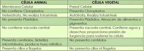 Cuadros Comparativos Entre Células Animales Y Células Vegetales