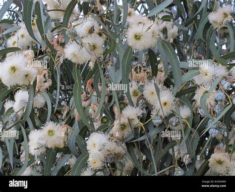 Tasmanian Blue Gum Eucalyptus Globulus In Flower The Tree Grows To