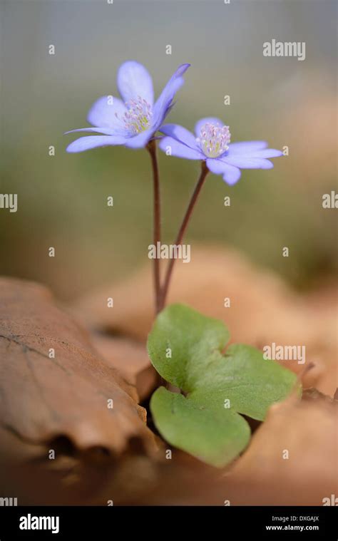 Hepatica Liverleaf Or Liverwort Hepatica Nobilis Jakobsberg Nature