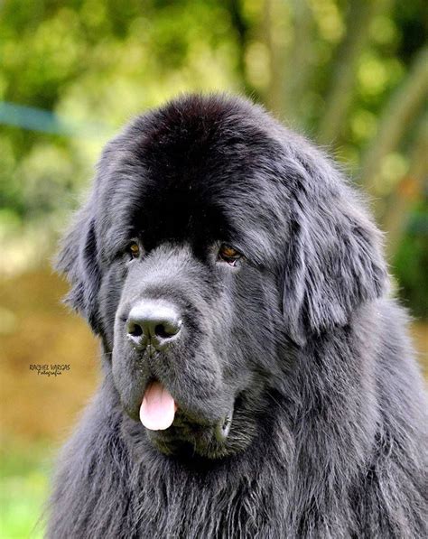 NEWFOUNDLAND DOG Cheer Up Pictures, Newfoundland Dogs, Halsa, Gentle Giant, Debs, Dog Grooming ...