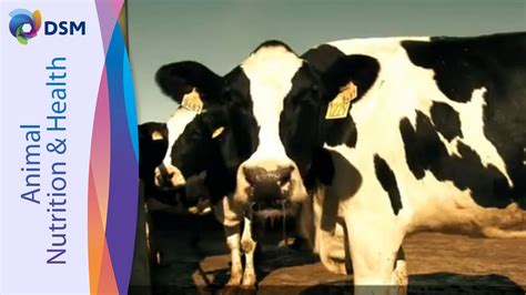 Improving Dairy Cow Fertility Rovimix® Beta Carotene Youtube