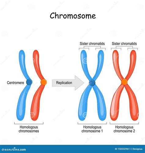 Sister Chromatids Meiosis