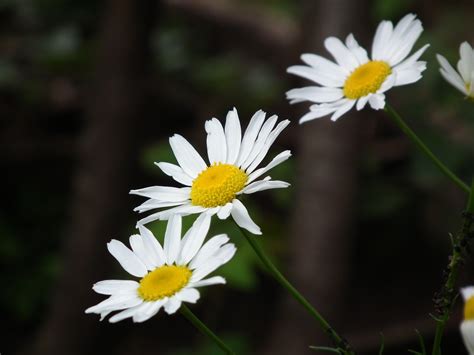 X Wallpaper White Petaled Flowers Peakpx