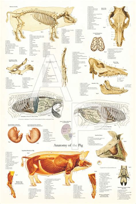 Pig Muscle And Skeletal Anatomy Poster Chart Porn Sex Picture