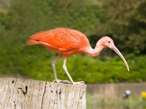 Scarlet Ibis