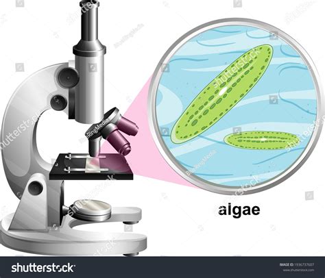 270 Algae microscope Stock Vectors, Images & Vector Art | Shutterstock