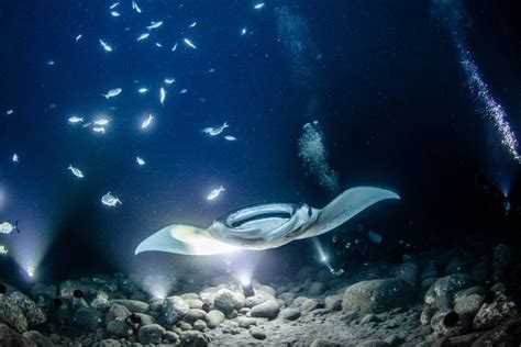 Kona Manta Ray Night Dive | Hawaii Tours and Activities