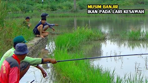 Seperti Ini Jadinya Kalau Hujan Terus Ikan Nya Kabur Kesawah Youtube