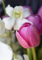 30 tulipanes rosas y orquídeas en jarrón platinado