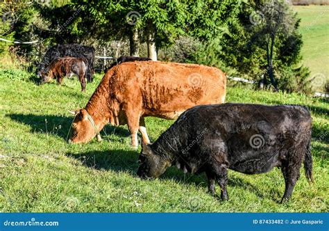 Free Range Cattle Cow On High Mountain Green Pasture Stock Photo