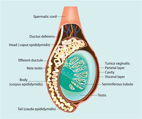 Mens Testicles Datawav Hot Sex Picture