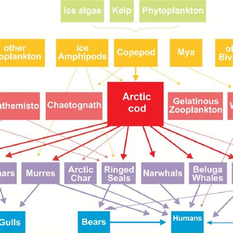 Canadian Arctic marine food-web The food-web is centered on the key ...