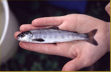 Atlantic Salmon Life Cycle