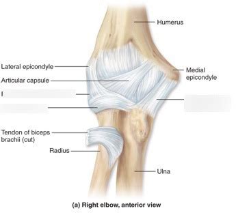 Practical Articulations Elbow Joint Diagram Quizlet