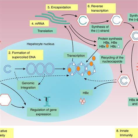 Of The Replication Cycle Of Hbv From The Entry Via The Ntcp Receptor Download Scientific