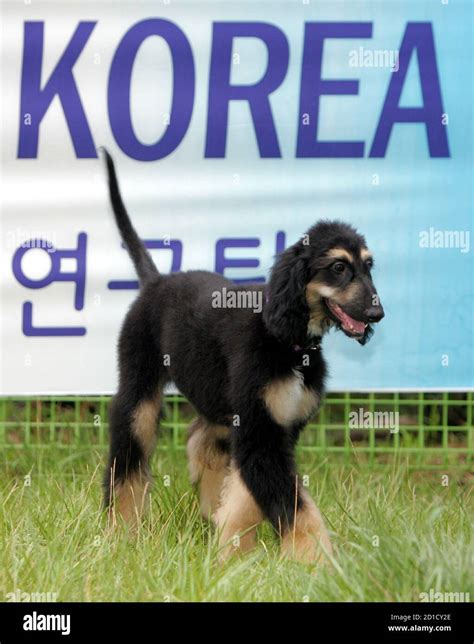 Cloned Dogs Hi Res Stock Photography And Images Alamy