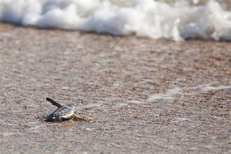 Sea Turtles Find Sanctuary for Nesting at Disney’s Vero Beach Resort ...