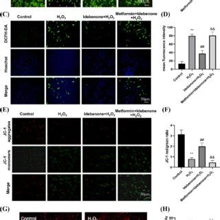 Idebenone Inhibits Excessive Autophagy In H C Cells Stimulated By H