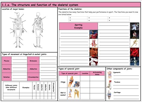 Gcse Pe Ocr 9 1 Skeletal System Component 01 Knowledge