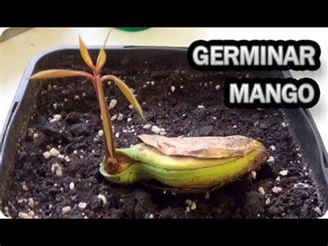 Como Germinar Y Sembrar Una Semilla De Mango La Huertina De Toni