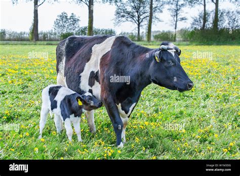 Mother Cow With Newborn Calf Standing In Dutch Pasture Stock Photo Alamy